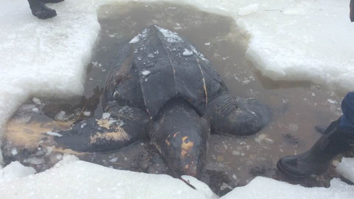 BL_Biosphere's tweet photo. Rare find! A 360-kilogram Leatherback turtle has been found frozen on the shores of Islandview-- this is the first recorded sighting of this endangered turtle in the Bras d'Or https://t.co/K4DpnPkzrV https://t.co/ZFRrckxh5V