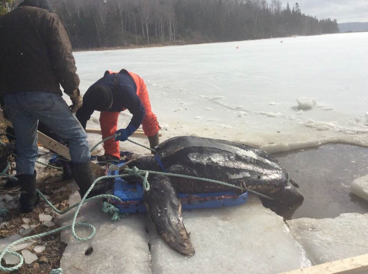 BL_Biosphere's tweet photo. Rare find! A 360-kilogram Leatherback turtle has been found frozen on the shores of Islandview-- this is the first recorded sighting of this endangered turtle in the Bras d'Or https://t.co/K4DpnPkzrV https://t.co/ZFRrckxh5V