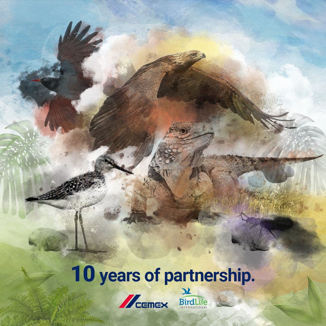 10 years and going strong! 💪 We recently renewed our partnership with <a href="/BirdLife_News/">BirdLife International</a> International for 3 more years. We have been working together for 10 years to protect &amp; enhance biodiversity in countries with CEMEX operations. #LetsTalkNature. 🌳🦅🦆 cmx.to/2EKbiFf