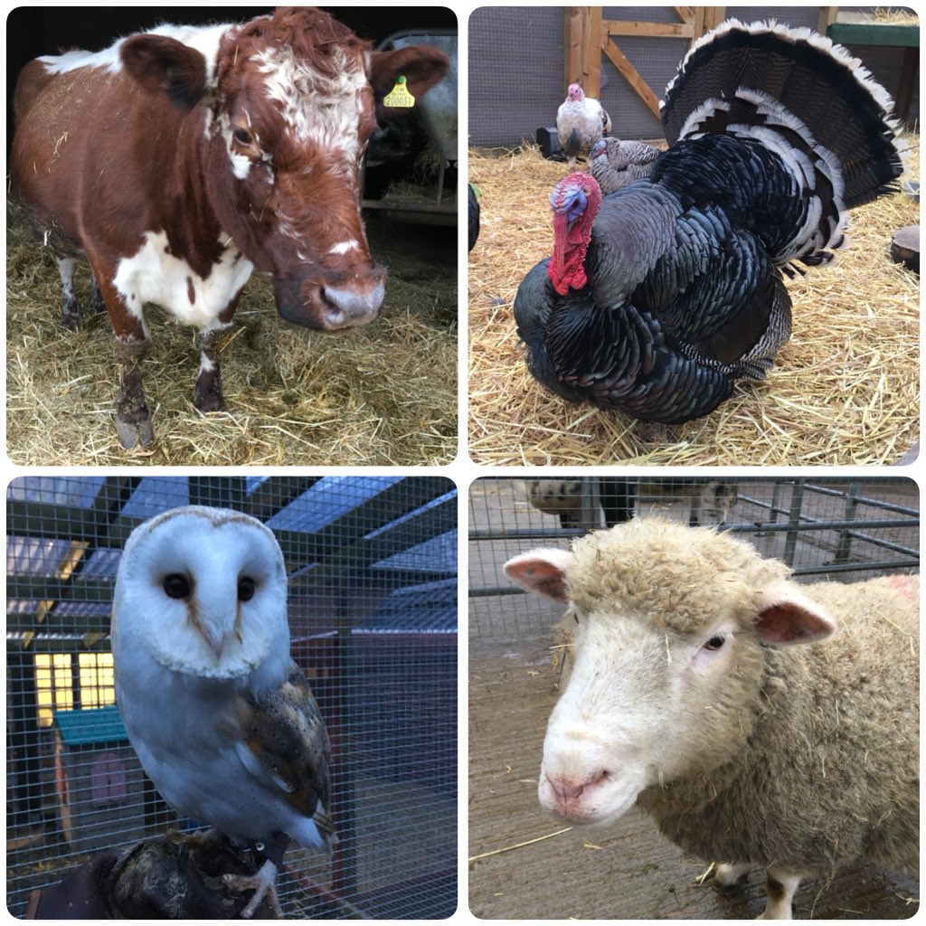 Very impressed with all the changes @deencityfarm over the last few years. The poultry area is brilliant!