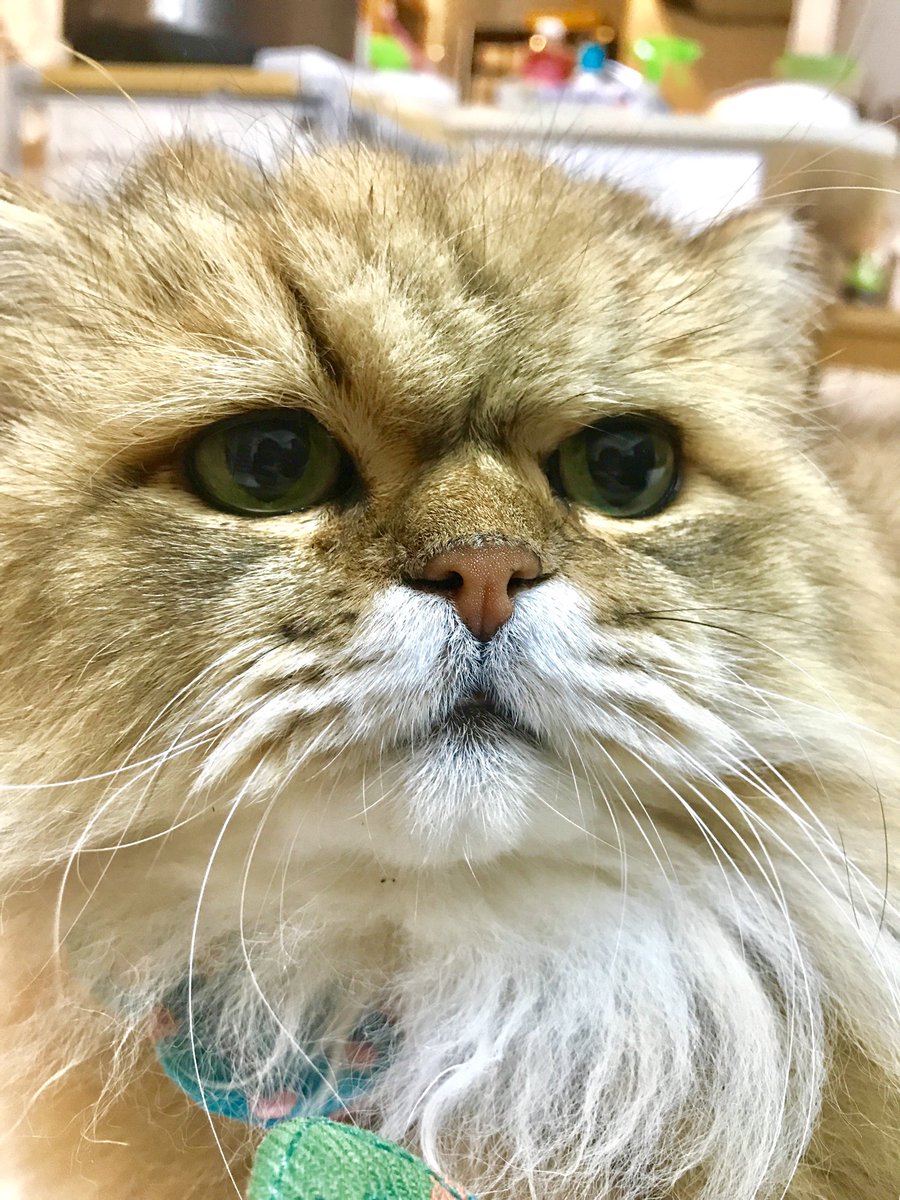 ふーちゃん ねこ休み展 Twitterren ふーちゃんそろそろお手入れ お外いくんイヤや 行かないと イヤや 長毛の宿命 イヤや 婿