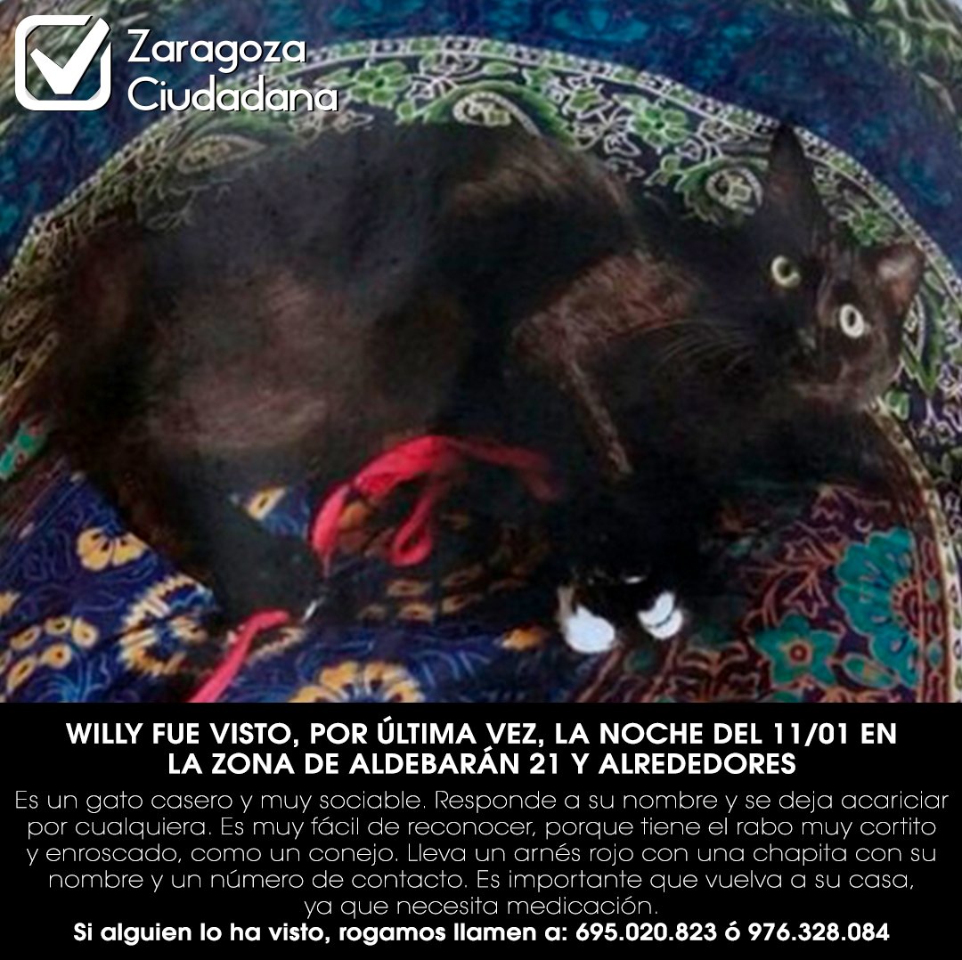 zgzciudadana's tweet photo. Nos acaban de remitir una información sobre un #gatito perdido en la zona de la calle Aldebarán de #Zaragoza. Se llama Willy y necesita volver a casa para tomar su medicación. Si alguien lo ve, llamad a los teléfonos 695.020.823 ó 976.328.084. ¡Gracias y, si podéis, #RT! 🙏 https://t.co/NH3KGodgS4