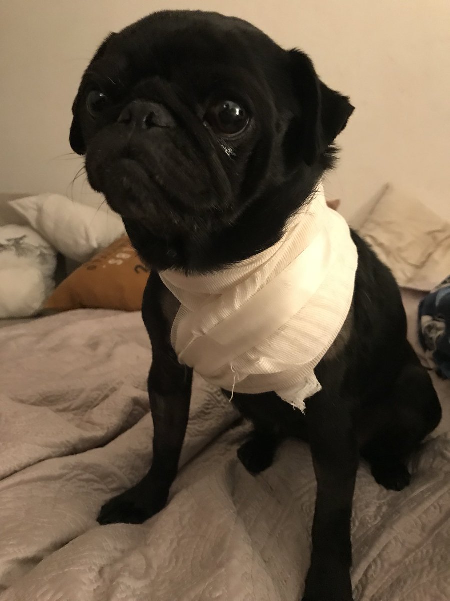 perra_barbie's tweet photo. @marthadebayle sé que no se compara, mi perrita ha sido diagnosticada con un tumor maligno, ha sido operada y la han sometido a tantos estudios que es Terrible pero la espera es lo peor. Admirable la entereza y la fortaleza de tu invitada. https://t.co/gL2i4QuDNa