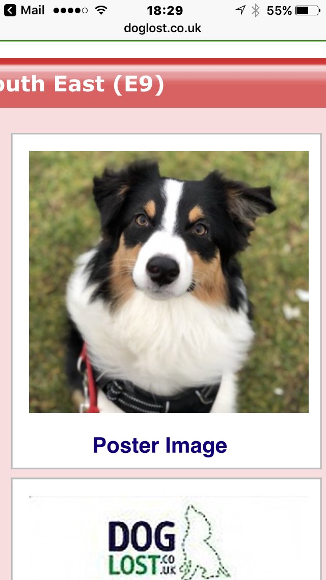 MissingPetsGB's tweet image. #Alma #lostdog #today #E9 area #London via @DoglostUK Help please x