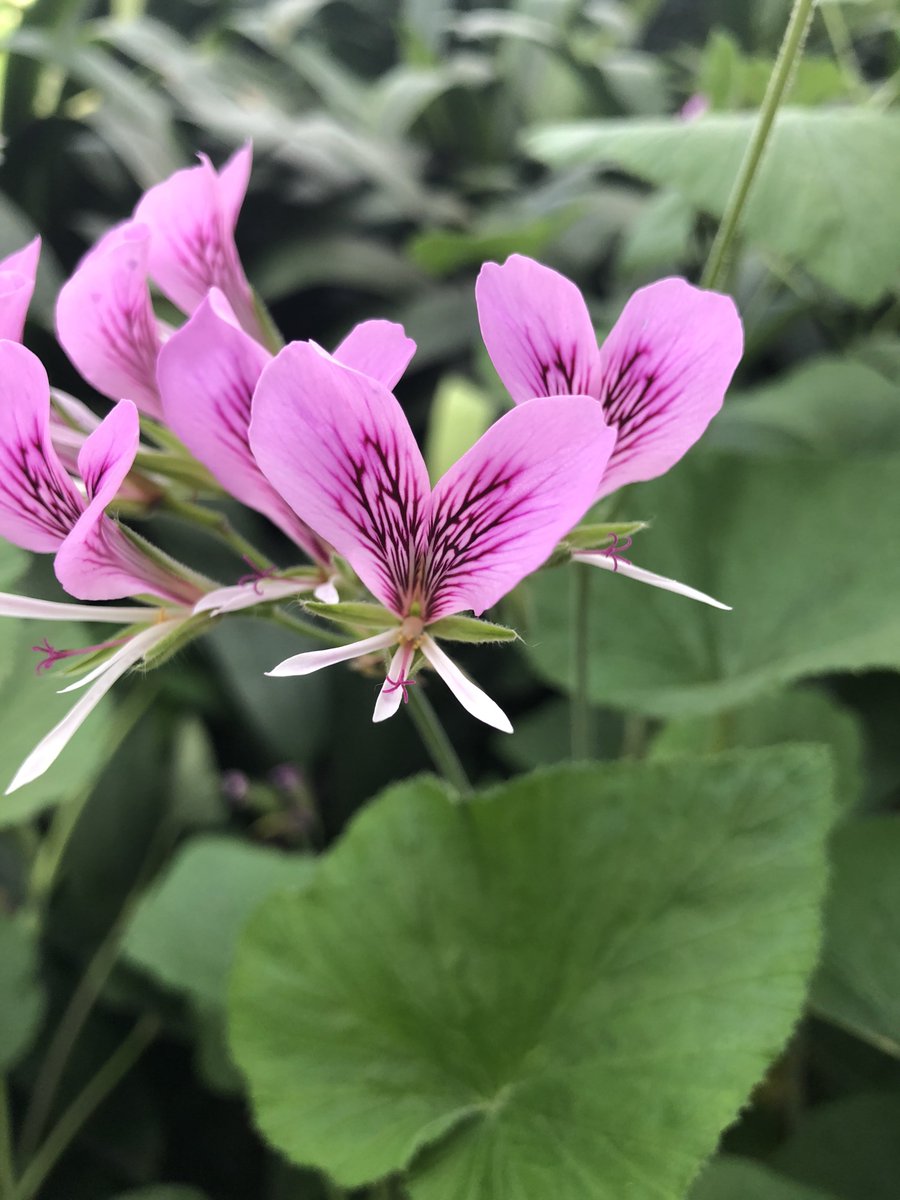 longwoodgardens's tweet photo. “Love is like wildflowers; it's often found in the most unlikely places”–Ralph Waldo Emerson #HappyValentinesDay https://t.co/EiKohtXWlm