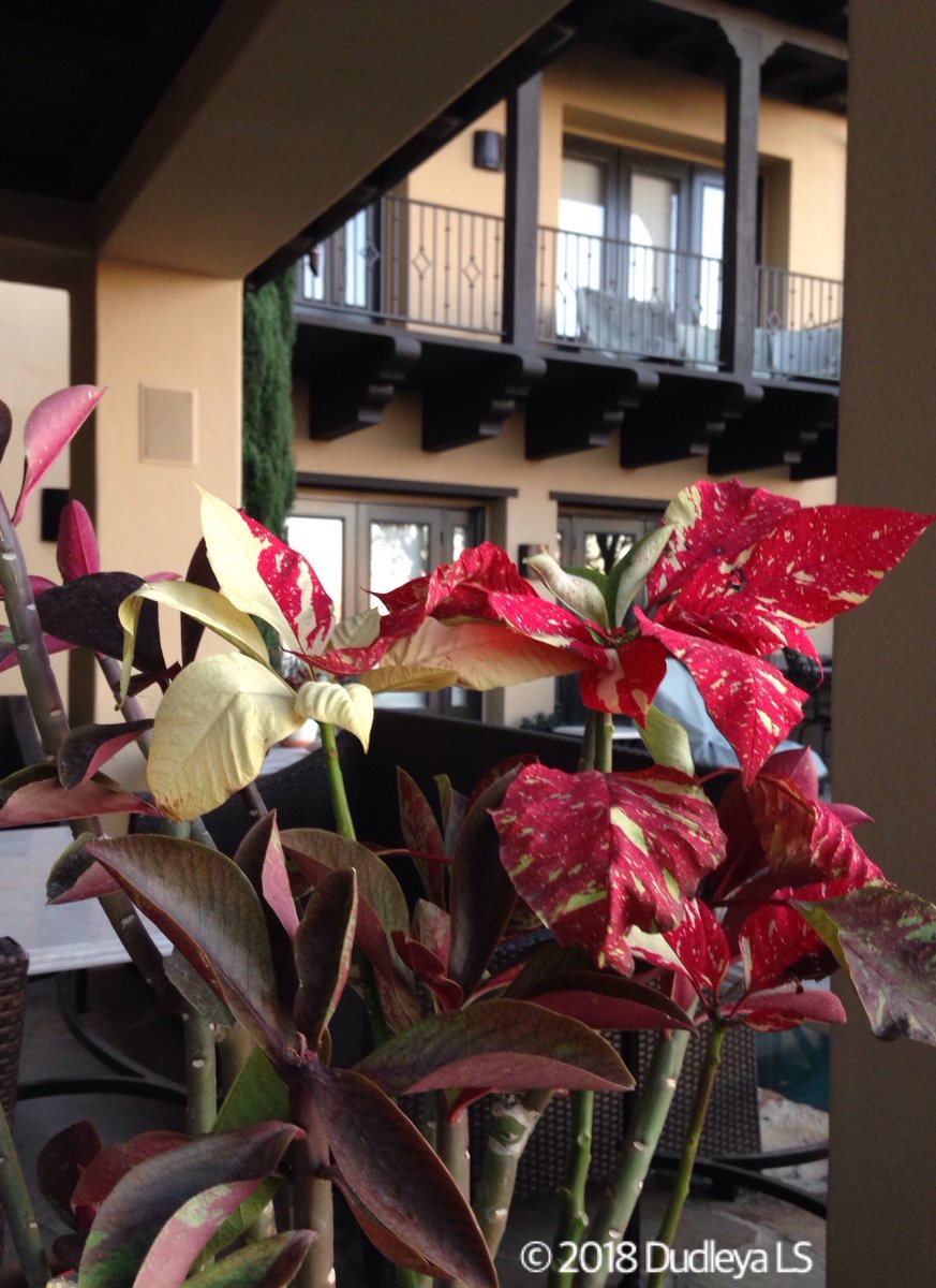 OCDudleya's tweet photo. Happy Valentine's Day from the Euphorbiaceae family!!! #Euphorbia #pulcherrima 'Red Glitter' and #Synademium #grantii 'Rubra.' Newport Beach, 2018. #succulentGardens #droughttolerantGardens #succulentContainers #ValentinesDay #succulent https://t.co/ZgJfowHEvW