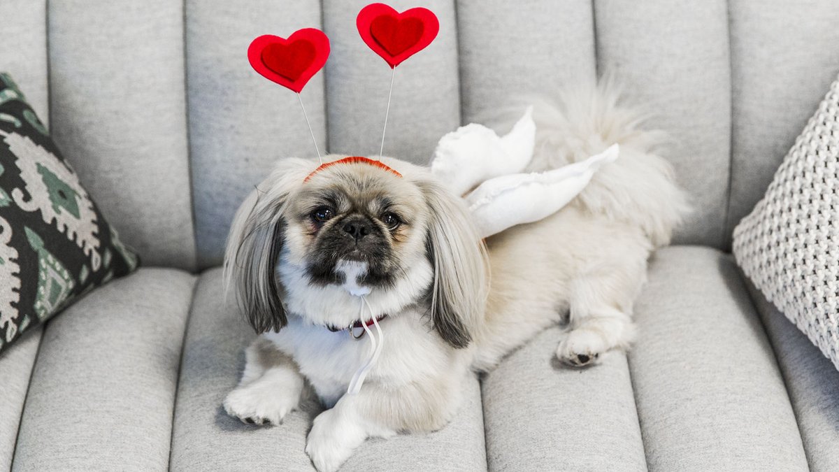 Happy Valentine’s Day! I hope your day is filled with plenty of flowers, chocolate, and #minefinds! bit.ly/2FPILuO