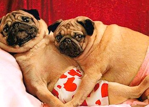 DogWatchTC's tweet image. Anyone else staying in tonight for #ValentinesDay ?