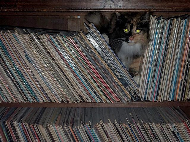 matthijs_immink's tweet photo. Looking for my song.
.
.
.
.
#vinyl #records #mainecoon #pet #stopfoolingaround https://t.co/JhWNbYlX17