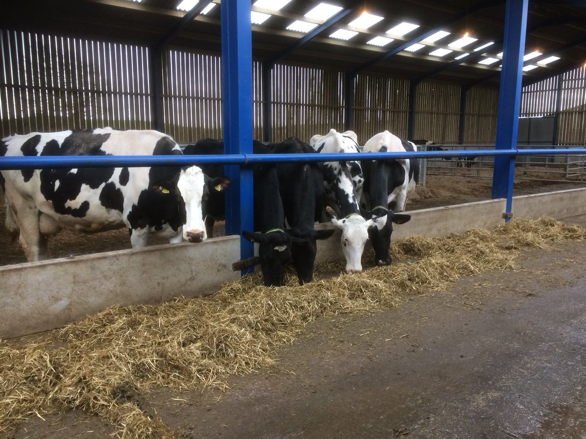 The last 5 waiting to calve enjoying a midday treat, x-Zelit complete dry cow nut #februdairy