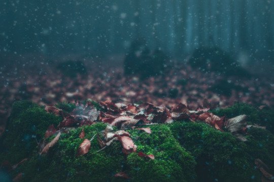 LaetitiaWilfert's tweet photo. ..plaie et béance, cicatrice chaude,
peau douce, montagnes et vallées,
mer qui déferle, fruits de ma terre,
paradis,
c’est là que je reviens.
-Sylvie Fabre G.
/Collect Moments - German Woodlands - #February2k18 https://t.co/xctZbX9MwI
