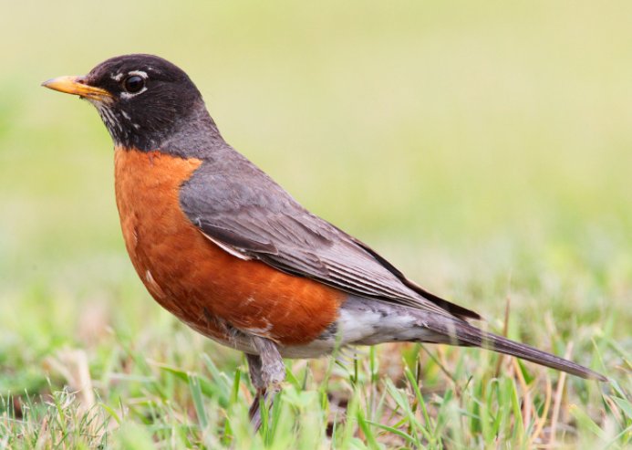 Birding Hour! 
February 17 from 1:00 pm  to  2:00 pm come learn about the amazing adaptations of birds. This work shop is available for all ages! Find out more information on how to register here: redrivernorthtourism.com/events/2018-02…