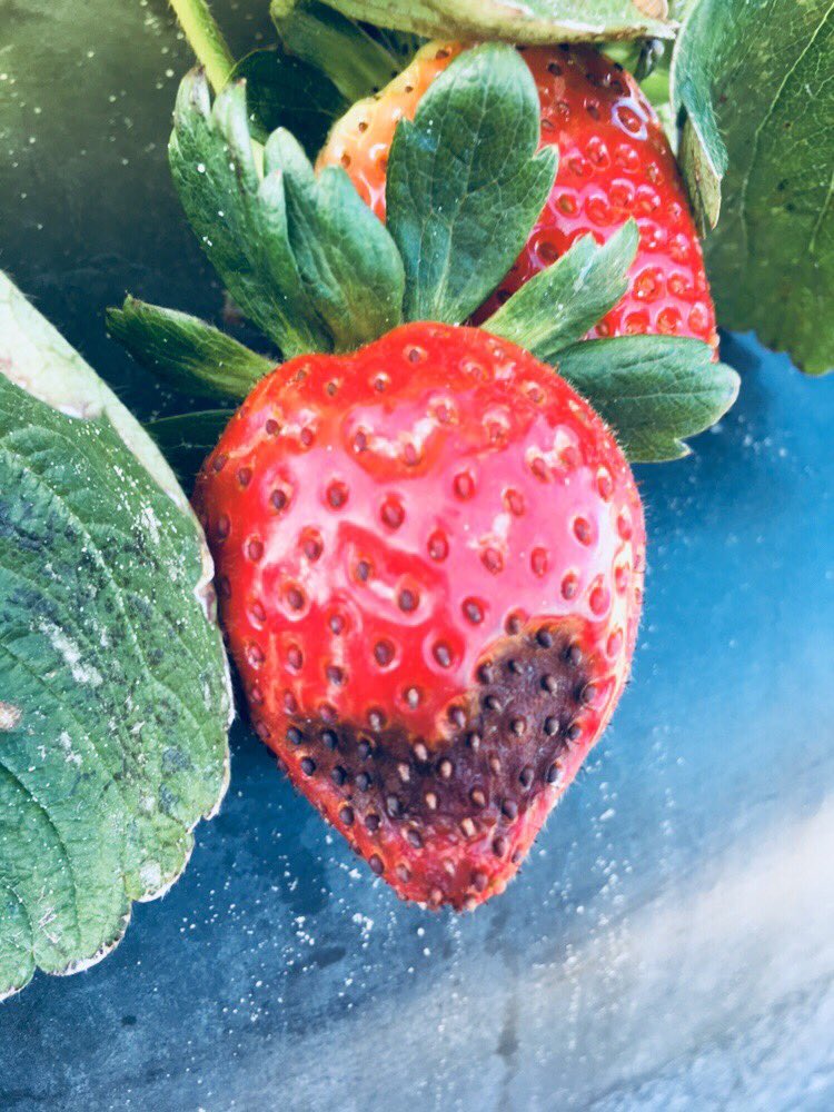 The plants from my experiment are trying to communicate with me 😅while I score them. Happy Valentine’s day you too, strawberry plants and Colletrotricum acutatum. 🍓♥️ #scoring #ValentineDay #strawberry