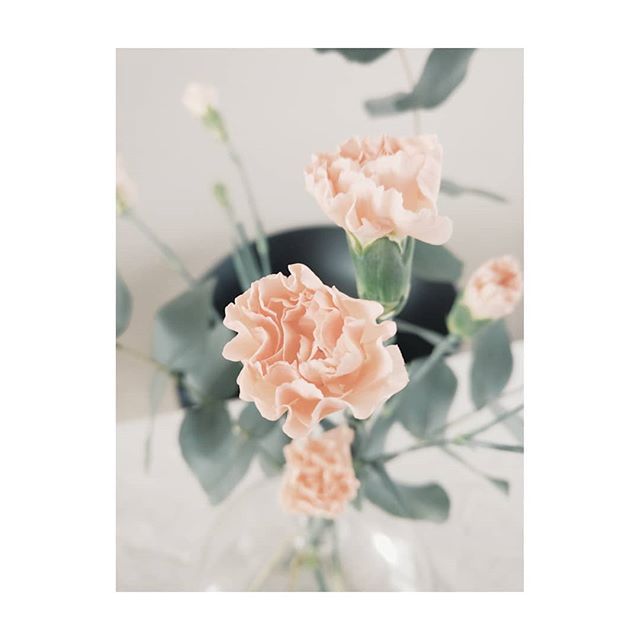 Loytoblogi's tweet photo. Softness and beauty overload🌸

#flowerlover #flowerlovers #flowerloversofinstagram #tv_flower #soft_world #picoftheday #flowers #floral_secrets #floral_perfection #valentinesday #happyvalentinesday #pink #pinkflowers #beautiful #awesome #soft #softne… https://t.co/E1fiChN7Ee https://t.co/jP06qaJjX5