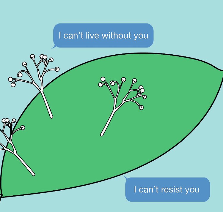 klsywd's tweet photo. An oomycete valentine ❤️#sciencevalentines https://t.co/w5SSmxHwgb