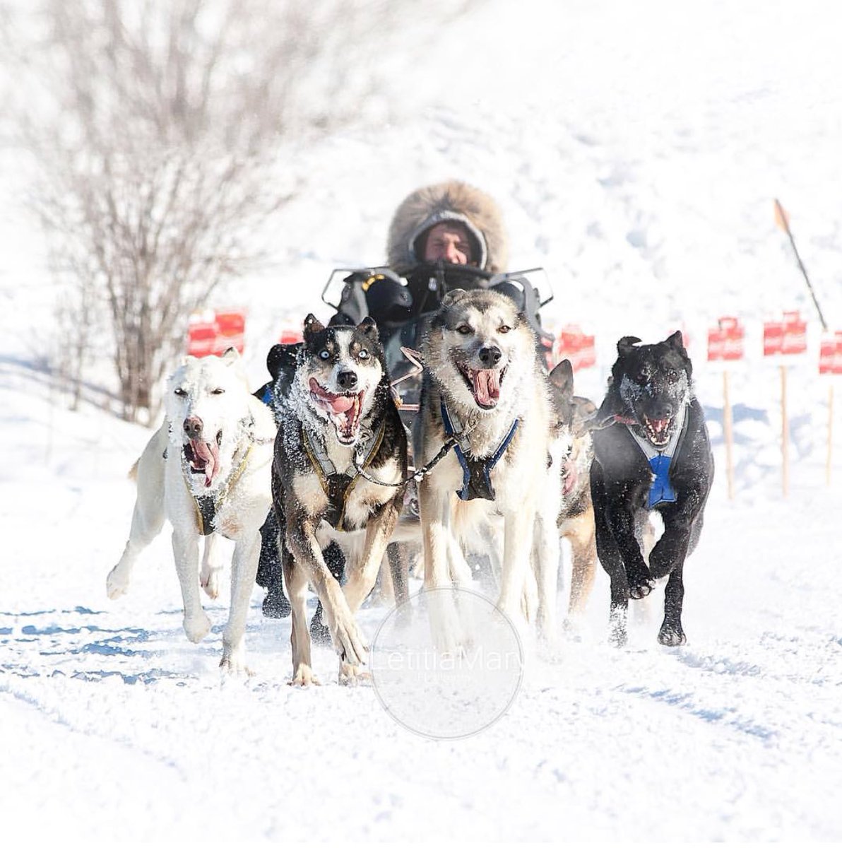thepashuskies's tweet photo. Who let the dogs out?  What a fitting week that we are in a Country-Wide race.  Our communities proudly host the World Championship Dog Races, as a part of @TrappersFest .  

📸 - L Ferland 
#ImWithTheHuskies #GoodDeedsCup #trappersfestival https://t.co/suUGYLht0G