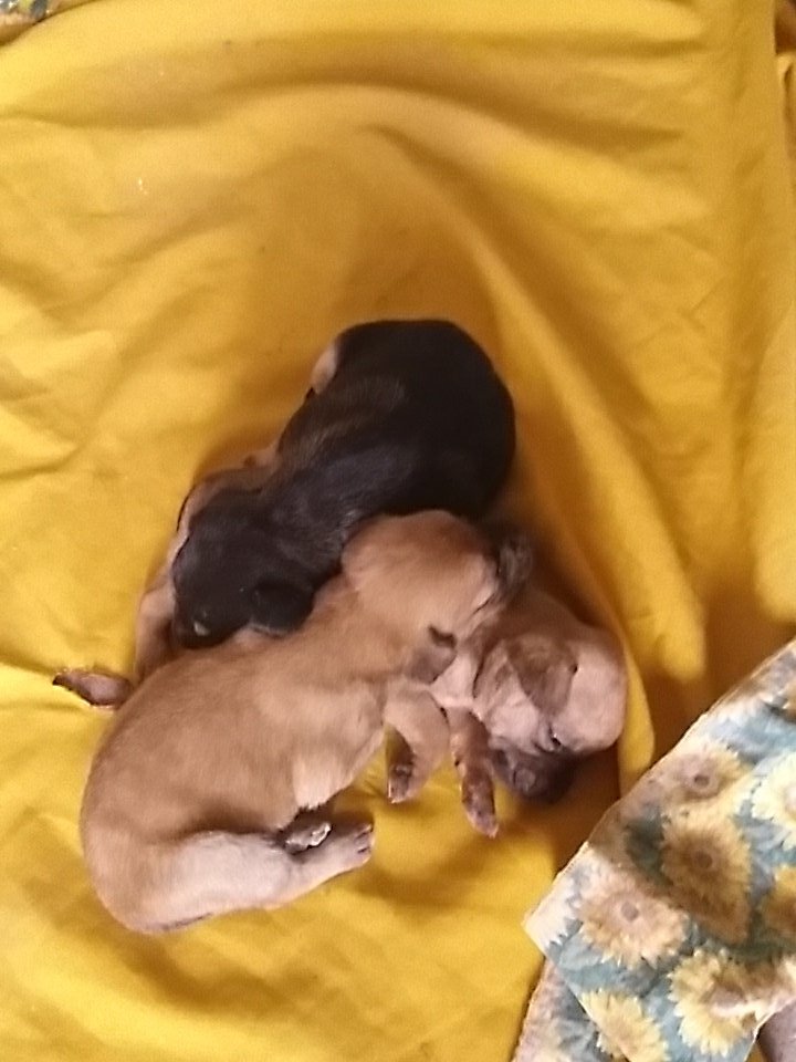 leonelgimenez22's tweet photo. #mis bebes durmiendo https://t.co/AD4Sf6N4hy