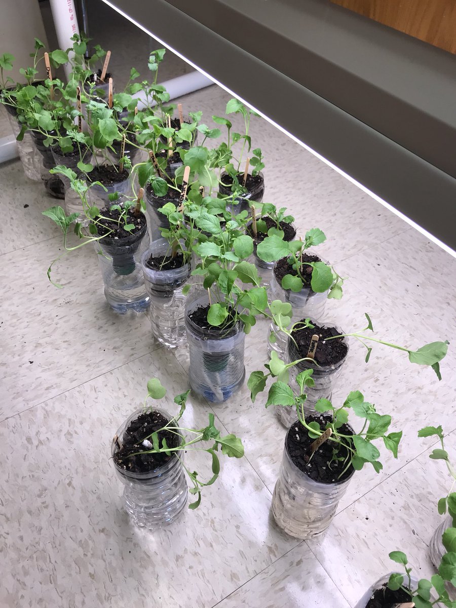 MrsOrtolanoNPHS's tweet photo. Soon they’ll flower and then we can cross fertilize! @Westlake_HS @CCPS_Science #APBiologyLab https://t.co/2CSJXod03x