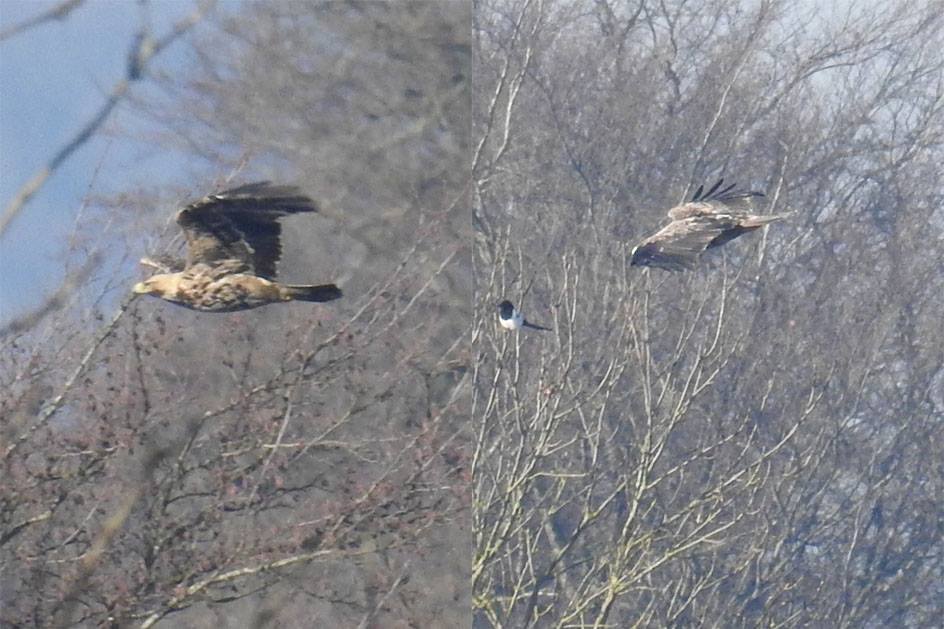 RasmusStrack's tweet image. (Eastern?) Imperial Eagle at Varnæs near Aabenraa, the 25th Danish record and first in 10 years! Found yesterday, seen again today. @LeeEvansBirding @Club300_SE @BirdGuides @dutchbirding
