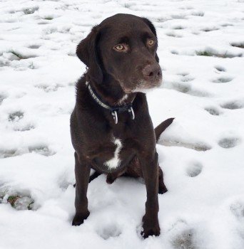millypod1's tweet photo. DIESEL HOME SAFE. THANKS FOR RT's 😊🐕
 
Hills behind Loch Rannoch Highland club. Macdonald Hotel 
#KinlochRannoch #Pitlochry #Perthshire #Scotland #PH16 

#PH15 #PH17 #PH18
https://t.co/atn4LOARoG https://t.co/AWA0E1WHCv