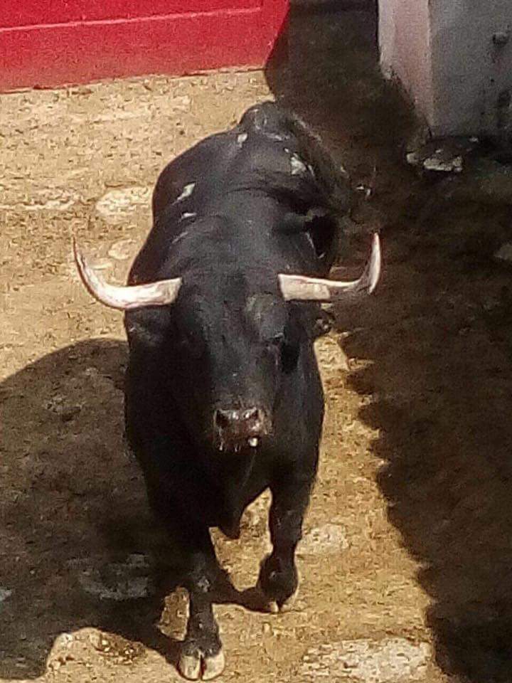 Una corrida muy bien presentada de la ganadería queretana de @6barralva6 propiedad de <a href="/PalilloAlvarez/">Pablo Alvarez Saiz</a> ya descansa en los corrales de la @NvoProgresogdl de #Guadalajara para ser sorteada el domingo por <a href="/sergio17flores/">Sergio Flores</a> @andresrocarey y <a href="/LuisDavidAdame/">Luis David</a>