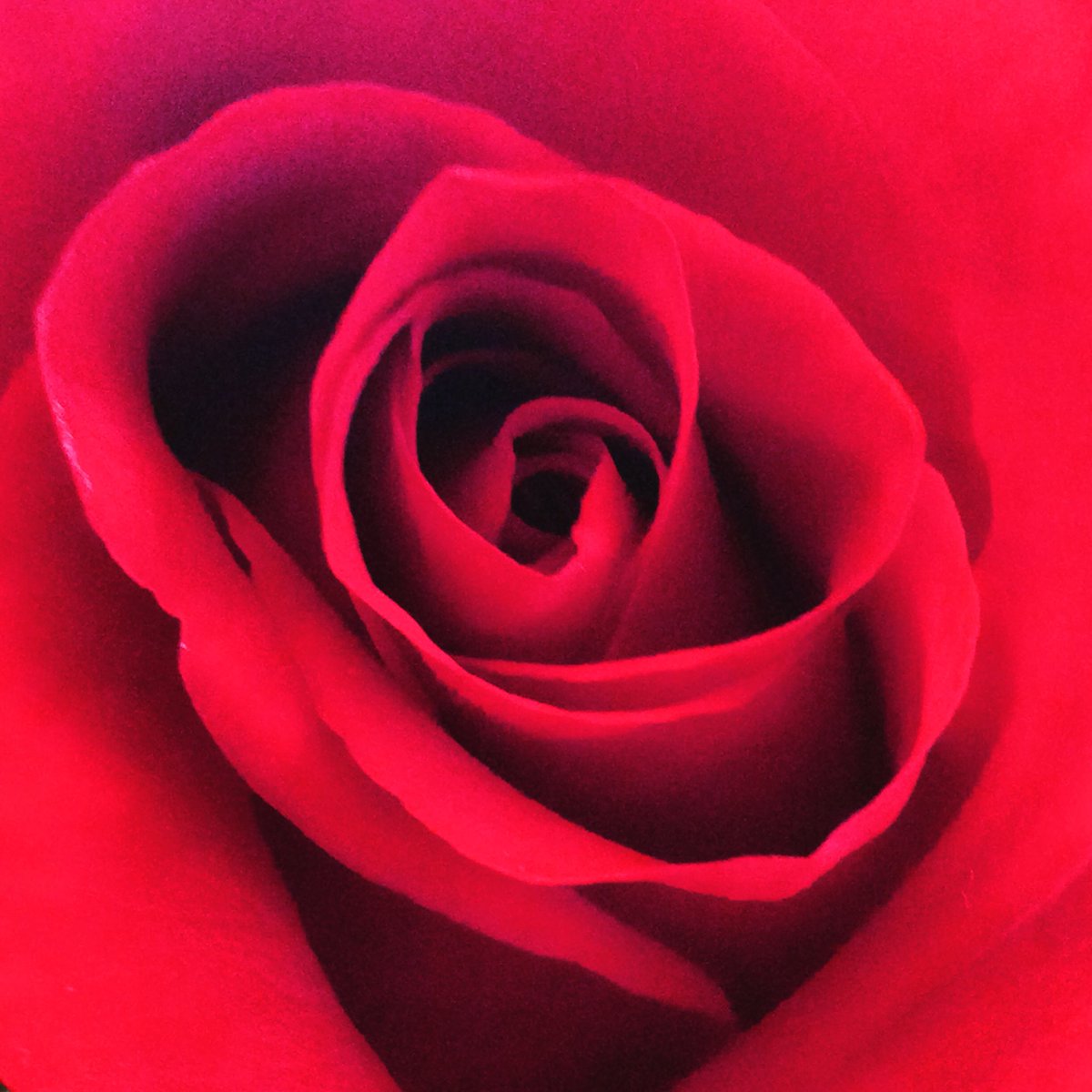 Happy Valentine's Day and much love to all our wedding couples, past, present and future 🌹