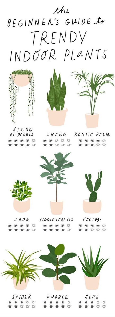ladybugHandP's tweet image. The Beginner's Guide To Trendy Indoor Plants!