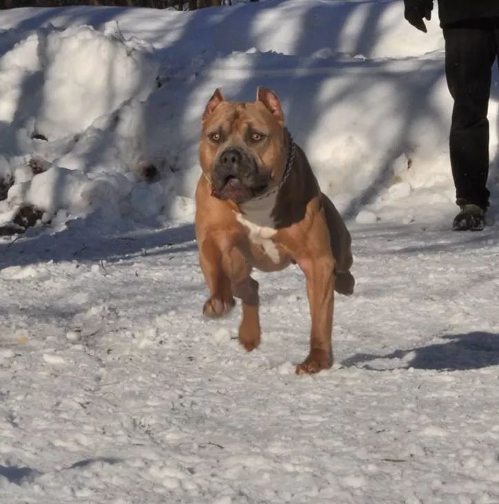 worldsfinestpit's tweet image. WFP's Cyrus
Smokey x Money 
worldsfinestpitbulls.com
#beastmode #fitdogs #worldsfinest #correctisin #dontpayforslop
#xlpitbullies #bullies #ukc #abkc #bullylife #lovethislife #dontsleep