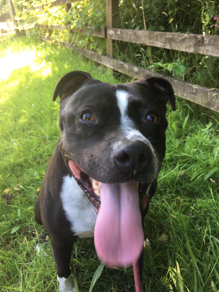 Via <a href="/corynrdr/">Rochdale Dog Rescue</a> :"Always overlooked, poor Max been in our care since 2012. He needs a very special home"
Can you make his dream come true?
rochdale-dog-rescue.com/RehomingEnquir…
#woofwoofwednesday