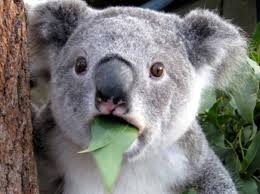 madagascar_zoo's tweet photo. Consulta horarios al llegar al parque, pueden sufrir modificaciones.
Sábados, domingos y festivos, a las 17:30 h.
¿Sabes por qué los koalas duermen tantas horas? Nuestro educador te explicará esto y otras muchas curiosidades sobre estos animales, únicos en la naturaleza. #zoo https://t.co/Y8PgiMQxFH
