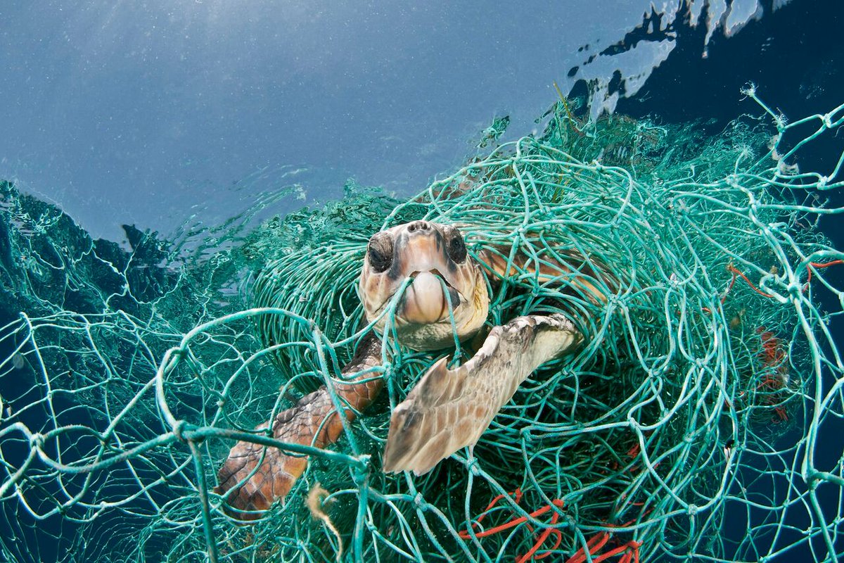 Millions of animals are affected by plastic marine debris every year. Join us in our mission to save as many of these endangered animals as possible: air.parley.tv #parleyAIR #ShiftYourPerspective