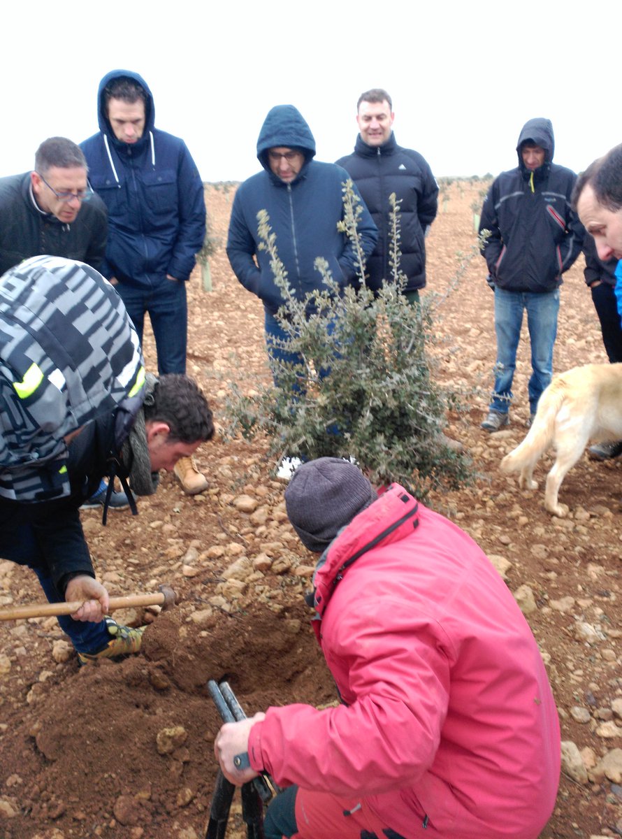 Hoy en el curso de #truficultura hemos visitado una plantación palentina con <a href="/Jaimeolaizola/">Jaime Olaizola</a>, donde Emi nos ha contado su experiencia y hemos recogido muestras para ver las micorrizas. <a href="/IDForest/">IDForest</a> <a href="/ECMfungi/">ECM</a> <a href="/diputacionPalen/">Diputación de Palencia</a> #trufas