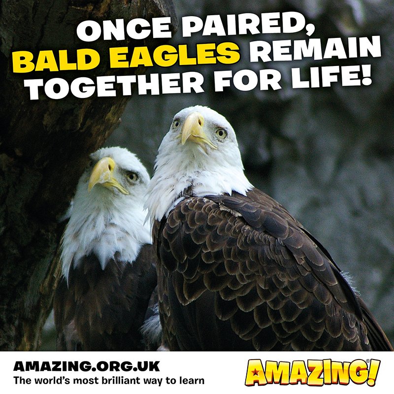 AmazingKidsMag's tweet photo. Happy Valentine’s Day to our Amazing readers. We thought we’d share this fun fact from our latest issue! Find out more awesome bird facts in Issue 41 of Amazing! Magazine! #learning #primaryschool  #birds #birdwatching #ornithology #animals #valentinesday #valentines #love https://t.co/2efybra63v