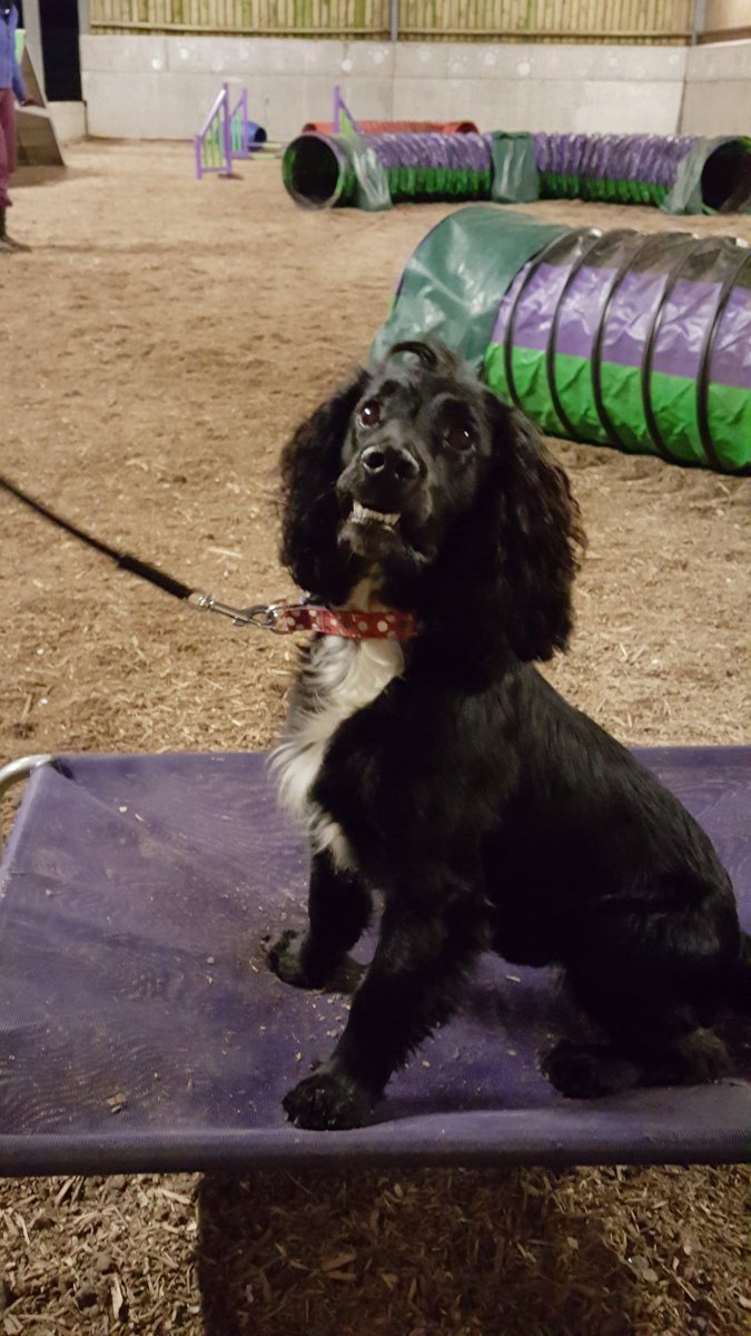 lauriedayr's tweet photo. The rising agility star #adhdboy https://t.co/AoxJ24Uj6e