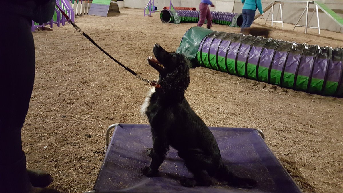 lauriedayr's tweet photo. The rising agility star #adhdboy https://t.co/AoxJ24Uj6e