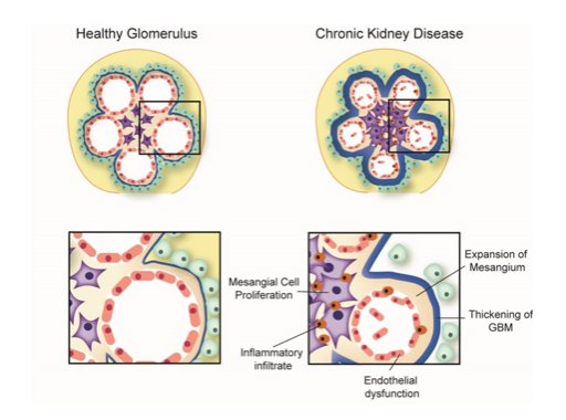 epub carotenoids in health