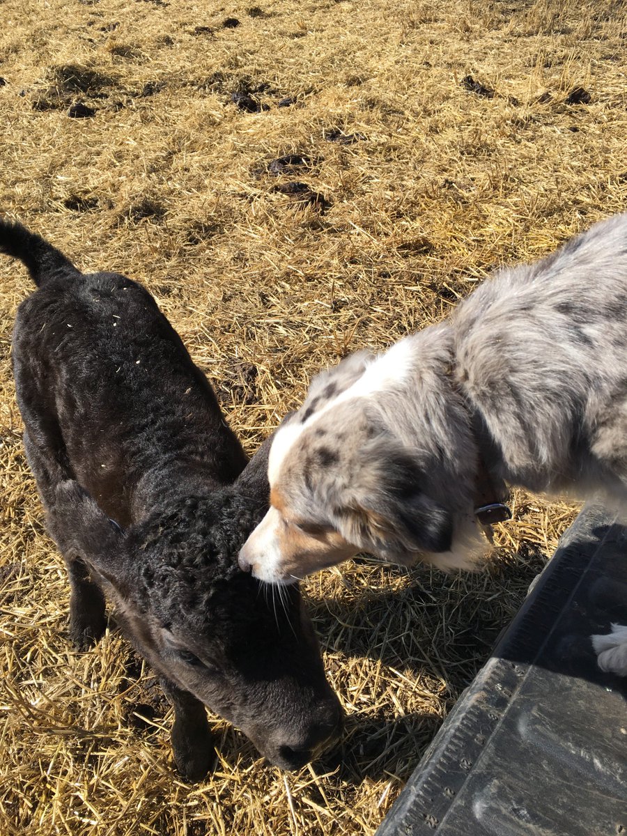 Don't forget to give your Valentine a smooch today, bovine, canine, or otherwise! Happy #ValentinesDay from BAC <3 #BeMyValentine #CdnAg #CDNbeef #unlikelyfriends #cowdog #Kisses #calving18