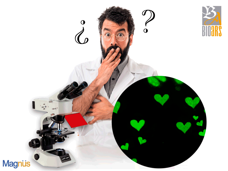 BioarsSA's tweet photo. Hasta las #células celebran el #DíaDeLosEnamorados
#Bioars te desea un #FelizSanValentin🔬😍 https://t.co/PzFLm6Wp1v