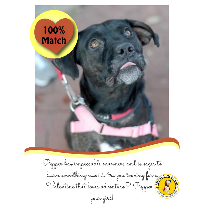 Ruraldogrescue's tweet photo. Pepper is a total lover! Adopt at https://t.co/9oyPBtjcrQ! #loveatfirstwoof #bemyvalentine #adoptdontshop #rescue #dog #Lab https://t.co/XEjzq7baE7