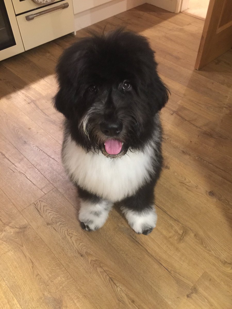 ava puppy large breed