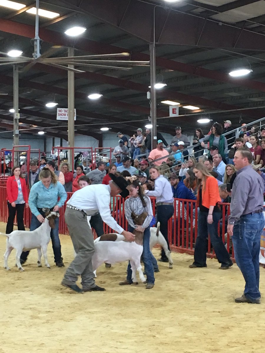 SACSGoatBarn's tweet photo. SARodeo goat project complete! https://t.co/vSiQ0ld63f