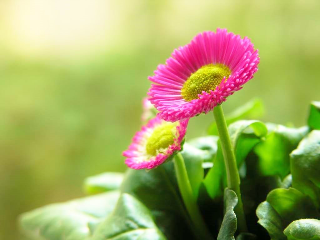 花 2月15日の花 デージー 花言葉 無意識 キク科ヒナギク属 由来 Day S Eys 太陽の目 から 和名 ヒナギク 雛菊 長命菊 花色 白 ピンク 赤 紫 他 原産地 西ヨーロッパ イタリアの国花 ニーチェ ドイツの哲学者 すべての知識の拡大は