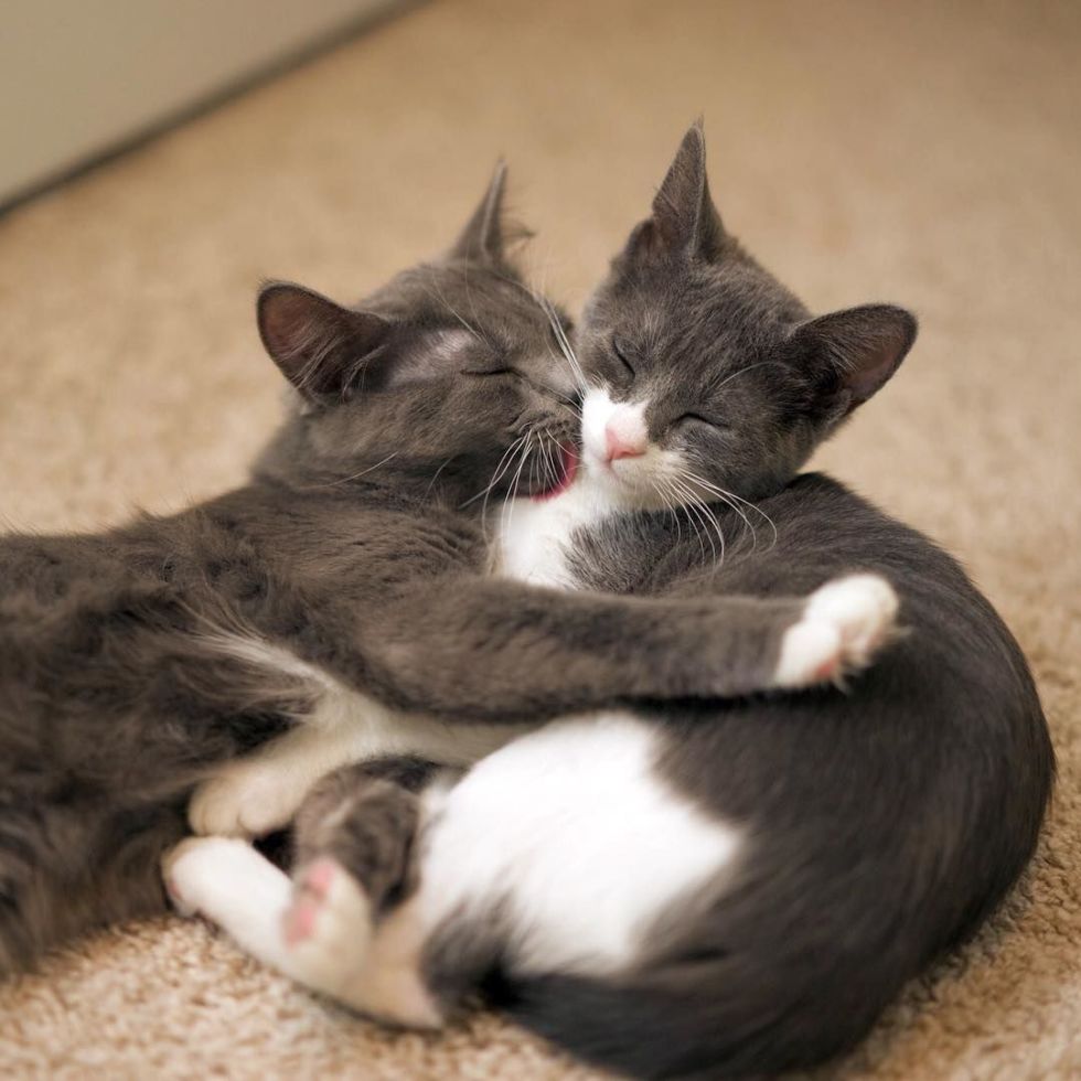 meowonb's tweet photo. #catlove #catsofinstigram #CatsOfTwitter https://t.co/8t5L0OHhXb