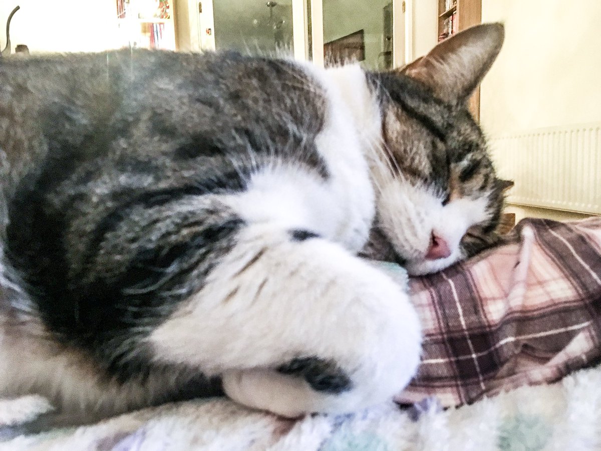 FelixLumpus's tweet photo. Time for my post-post-tea nap nap... #CatsOfTwitter #tabbyandwhite #tabbycat #sleepykitty https://t.co/gsdKHALQd6