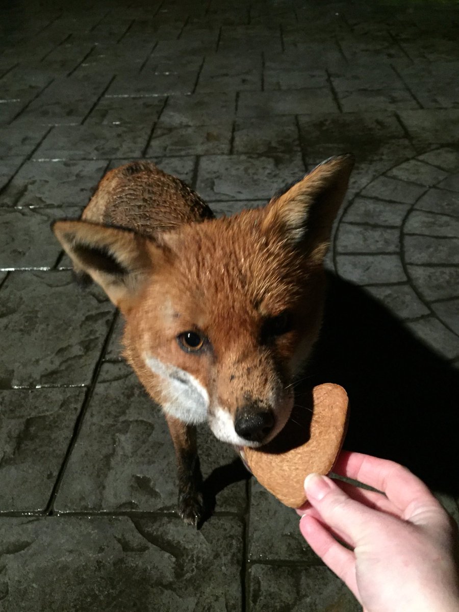 My valentine peanut butter biscuits are foxy (Finley as I call him) approved. 🦊💙 #Foxes #LoveFoxes #AnimalKingdom #KeepTheBan