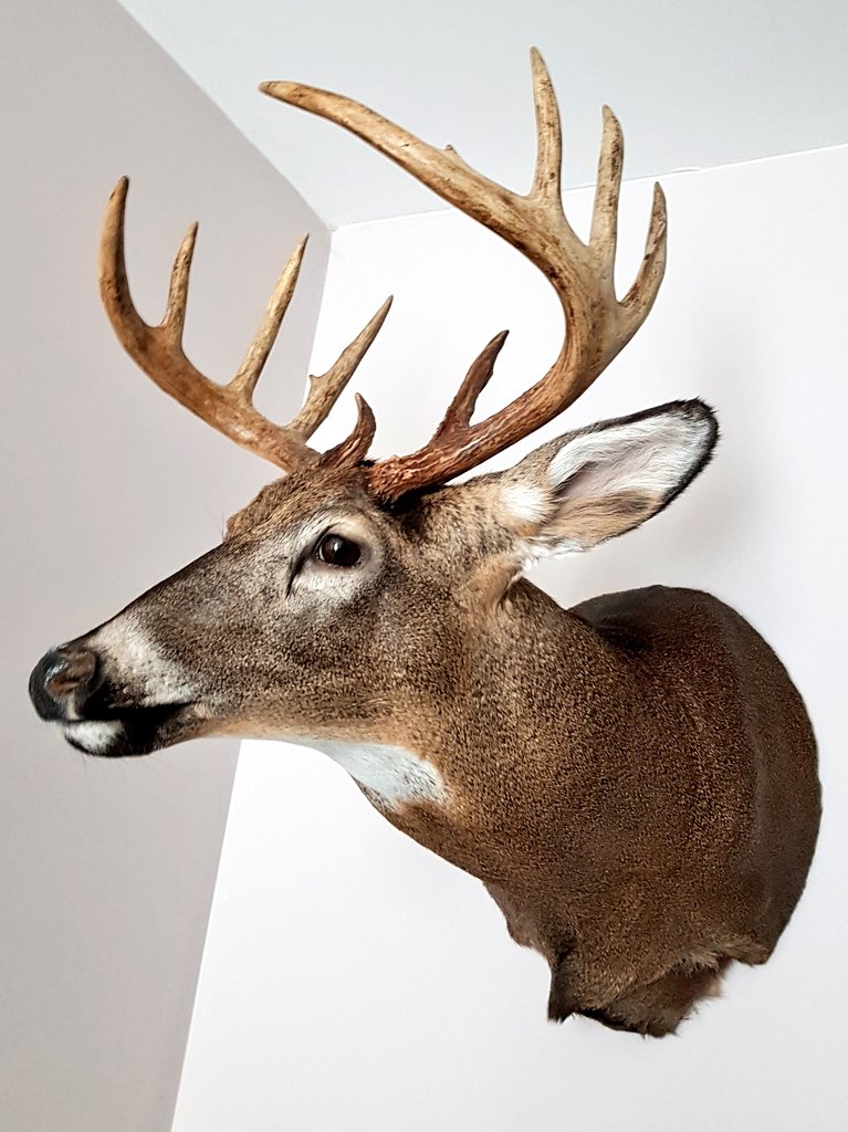 CondoChris's tweet photo. Ay! Look who came home from the taxidermist today. This is one Valentine's gift the wife's probably not gonna love. #taxidermy #10pointbuck #deerhunting https://t.co/Vq8Wal3Qcp