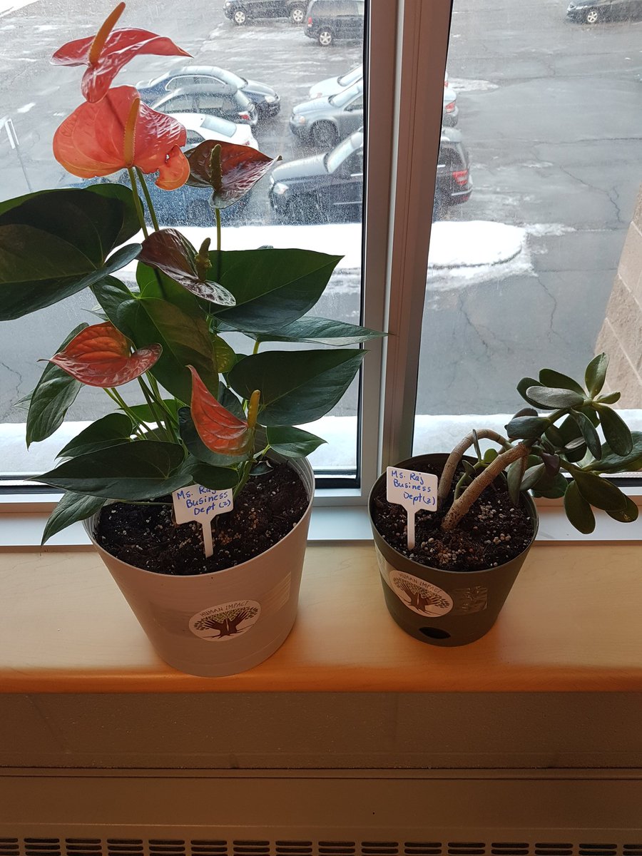 _megharaj's tweet photo. Thanks to @humanimpact_hb for these lovely plants in the Business Dept office and to @Scoolmme22 for the lovely flowers! @HMBSSBlizzards https://t.co/cwhLGbIBzA