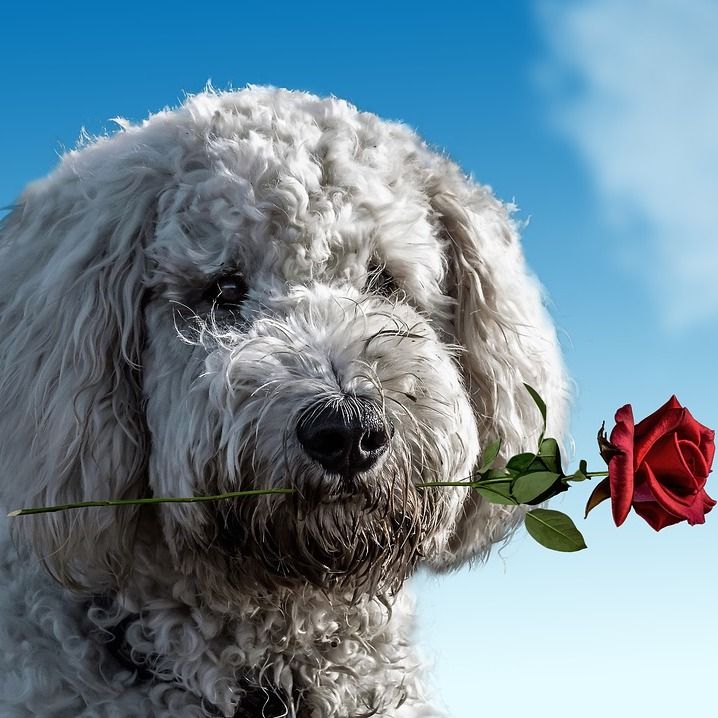 Paws For A Cause tweet media