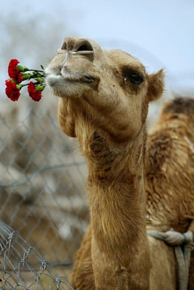 CU_Ignite's tweet image. It’s Valentine’s Day!!! Don’t forget your secret valentine for our game tonight! 8:07 in D. Rich!