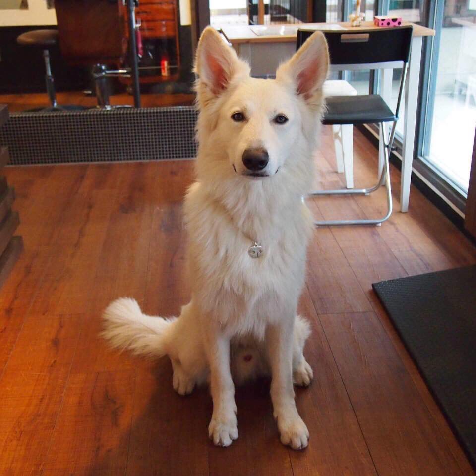 Twitter पर カラ君目撃情報 奈良県で行方不明になりました 2月１日から大阪府柏原市内での目撃がありましたがその後の目撃がありません 奈良県内 近隣県の方ご協力を宜しくお願い致します ホワイトシェパード 迷い犬 迷子犬 目撃 大型犬 白い犬 行方不明